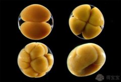 试管婴儿中培养5个囊胚的成功率有多高？